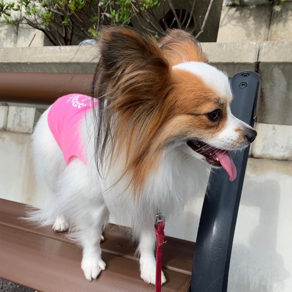 f:id:piano1228:20191020215015j:image f:id:piano1228:20191020215015j:image