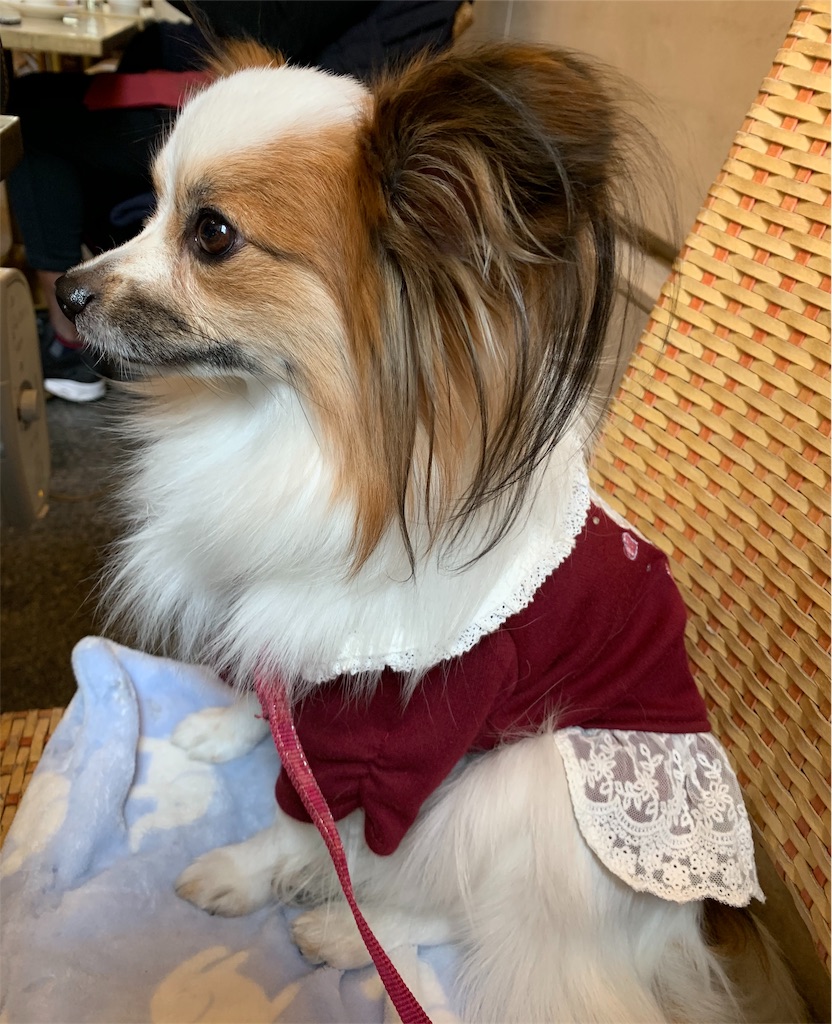 f:id:piano1228:20191201212722j:image