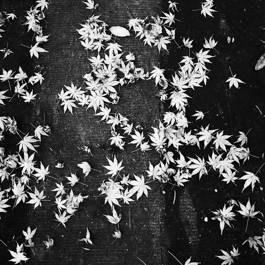 妙雲寺の紅葉
