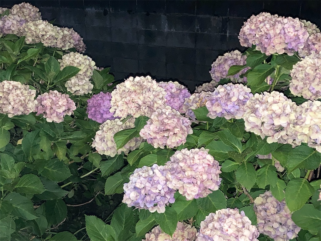 f:id:pichu123p:20210630201800j:image