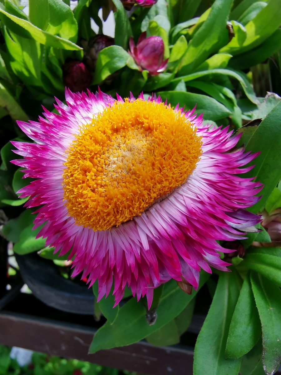f:id:picrin122:20191222111716j:plain