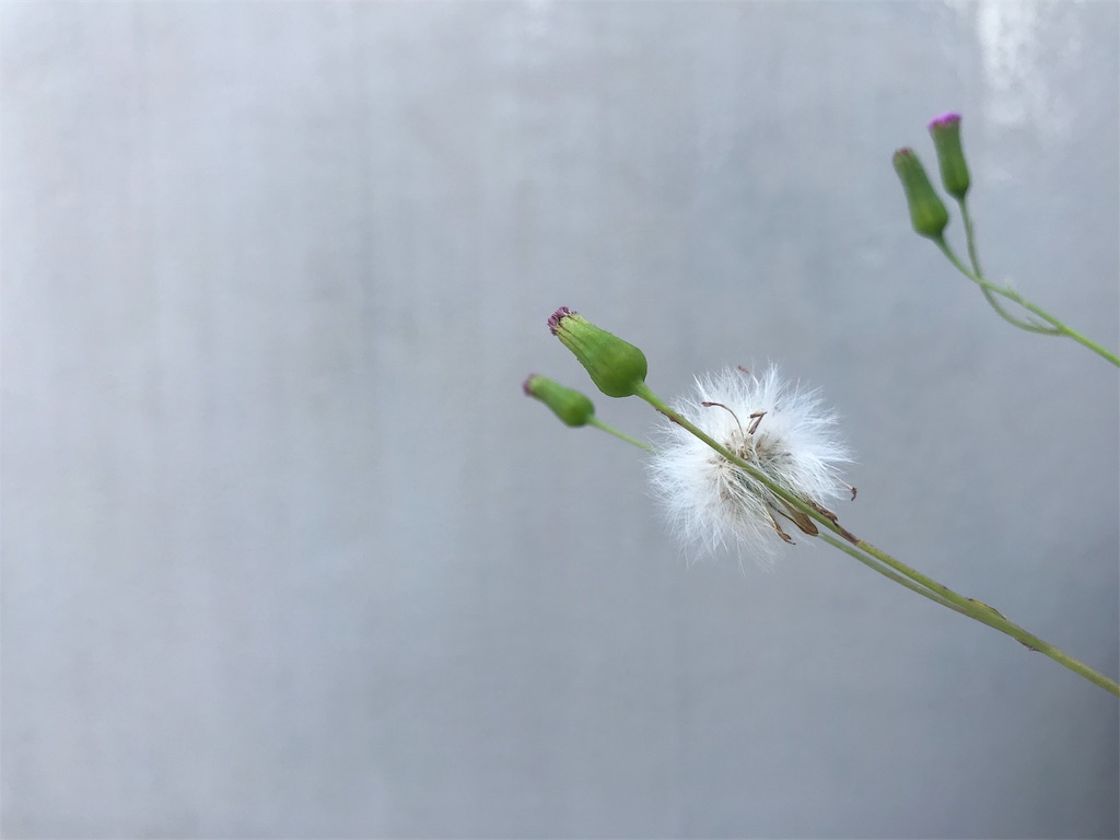 f:id:pidakaparuna:20191003170031j:image f:id:pidakaparuna:20191003170031j:image
