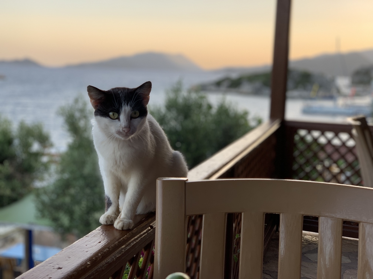 f:id:piedpiper:20190430192420j:plain