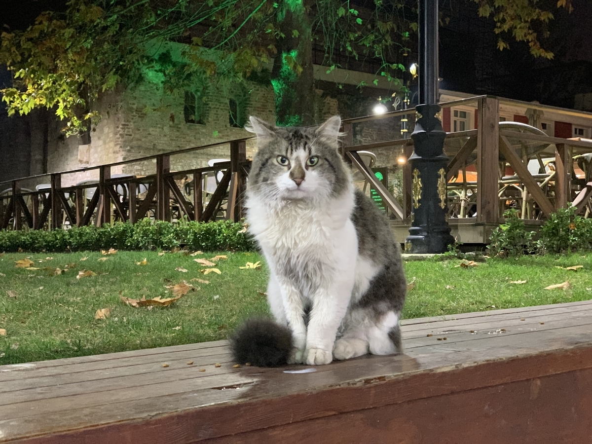f:id:piedpiper:20191218175353j:plain f:id:piedpiper:20191218175353j:plain