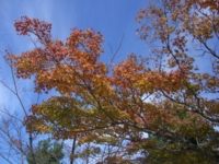 f:id:pigeonleaf:20091121130711j:image