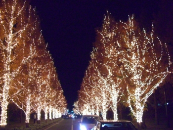 f:id:pigeonleaf:20091216191835j:image