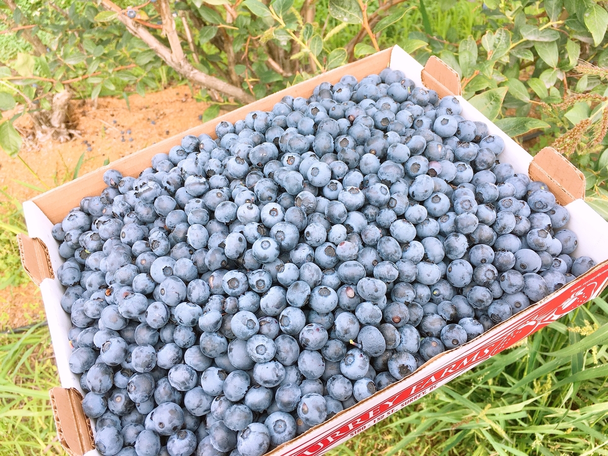 Blueberry Picking