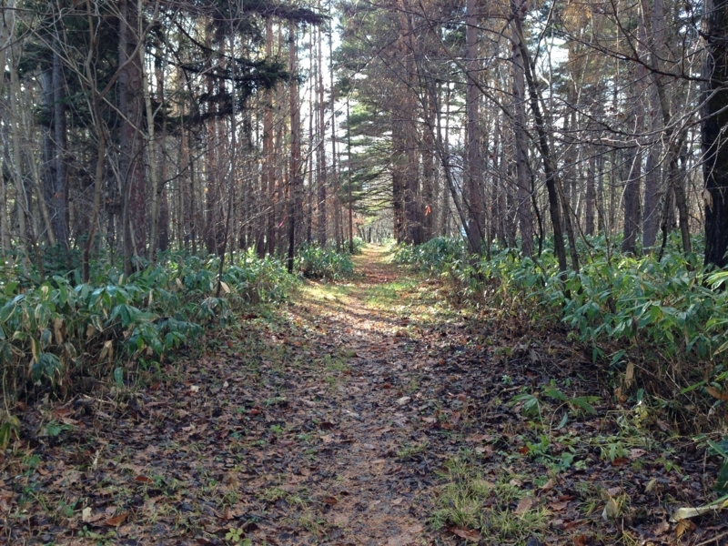 f:id:pigmonm:20171120184124j:image:w360