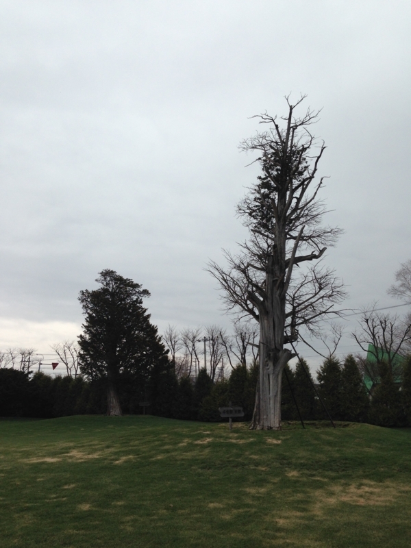 f:id:pigmonm:20180427135013j:image:w240