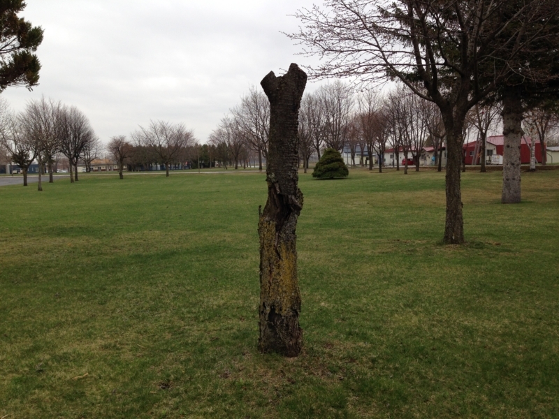 f:id:pigmonm:20180427154244j:image:w360