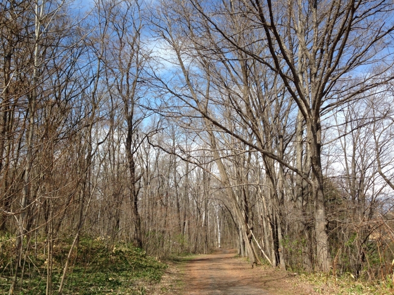 f:id:pigmonm:20180428005713j:image:w360