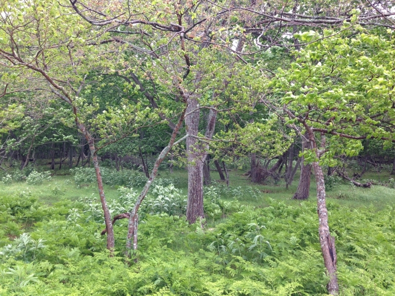 f:id:pigmonm:20180615135324j:image:w360