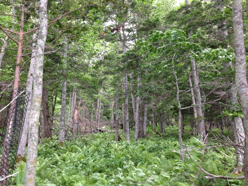 f:id:pigmonm:20180615141816j:image:w360