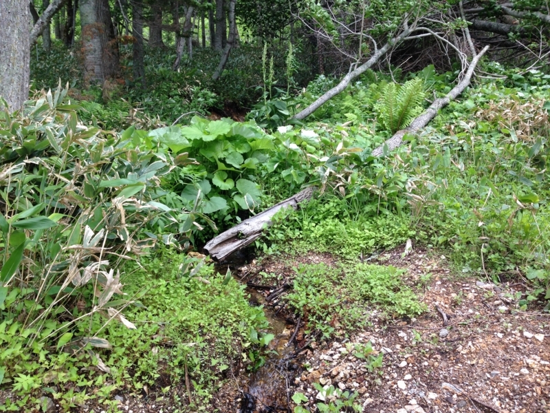 f:id:pigmonm:20180615141827j:image:w360