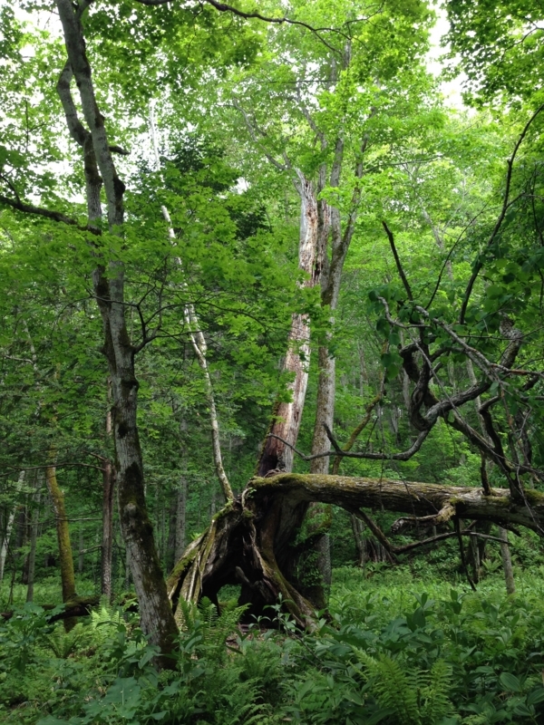 f:id:pigmonm:20180615141840j:image:w240