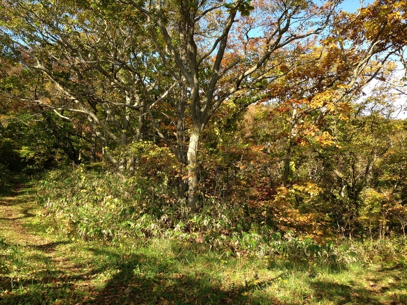 f:id:pigmonm:20181024162125j:image:w360 f:id:pigmonm:20181024162125j:image:w360