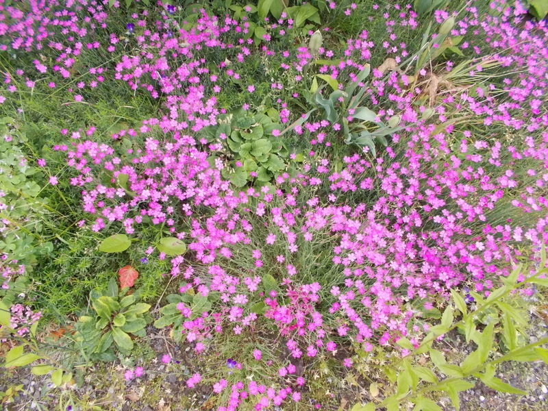 f:id:pigmonm:20190701113630j:plain