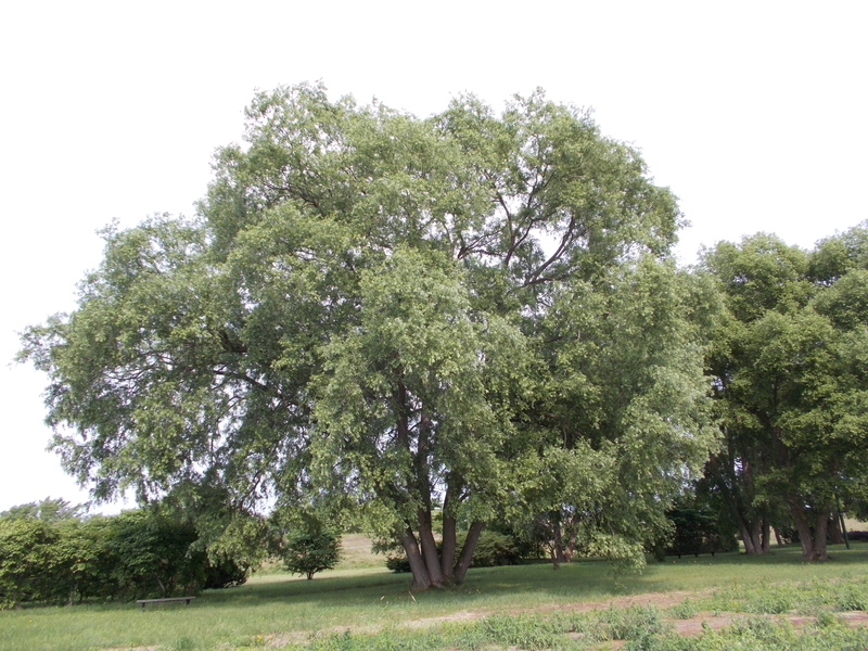 f:id:pigmonm:20190701123122j:plain:w360 f:id:pigmonm:20190701123122j:plain:w360