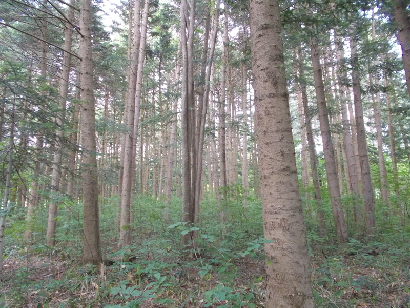 f:id:pigmonm:20190701123235j:plain:w360 f:id:pigmonm:20190701123235j:plain:w360