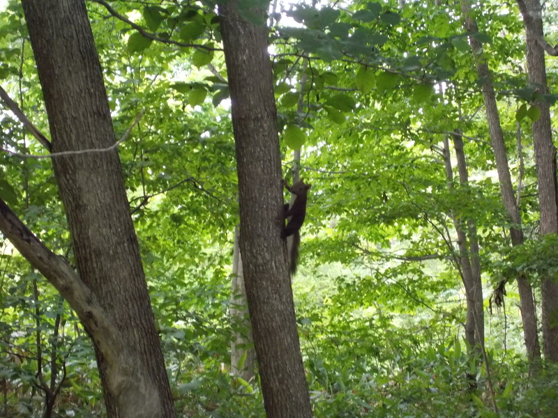 f:id:pigmonm:20190701123313j:plain:w360 f:id:pigmonm:20190701123313j:plain:w360