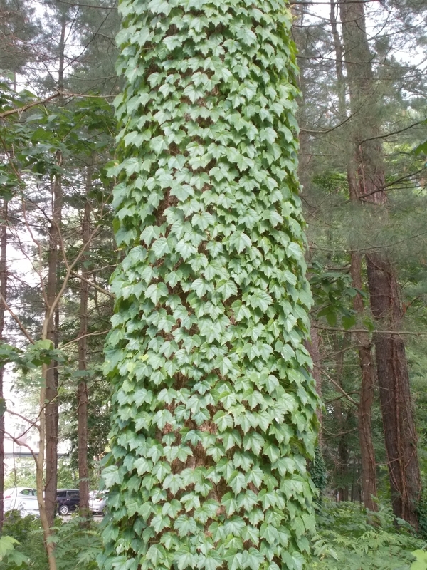 f:id:pigmonm:20190701123406j:plain:w240 f:id:pigmonm:20190701123406j:plain:w240