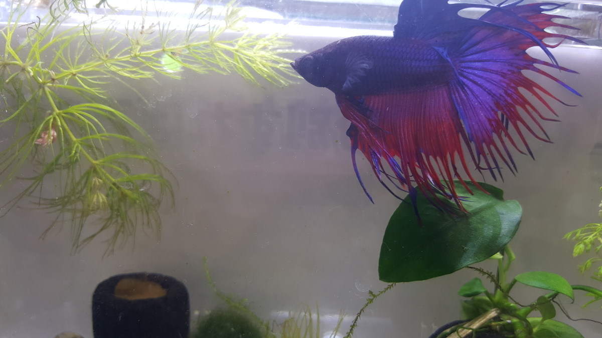 f:id:piidiary:20190518084030j:plain