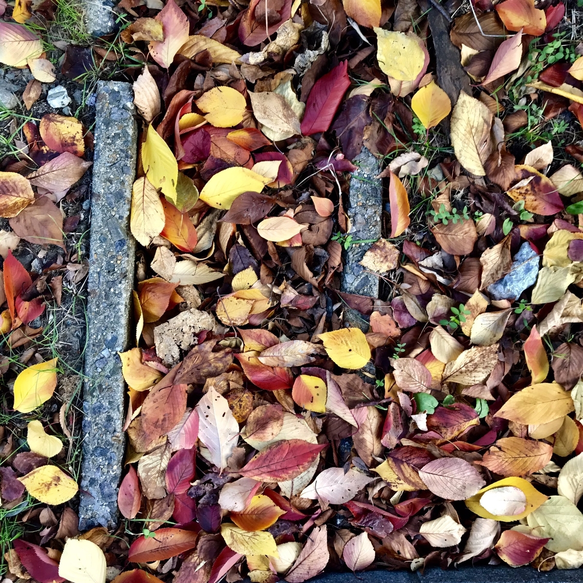 f:id:piijey:20191125224700j:plain