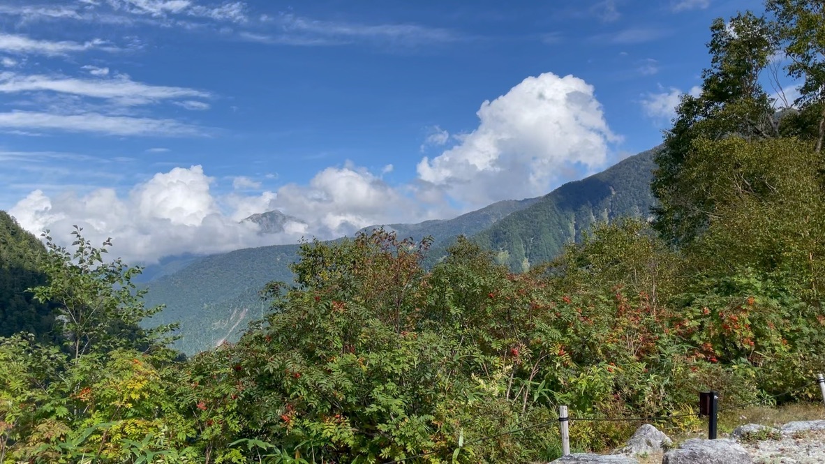 木々が生えていてその向こうに緑色の山が見える