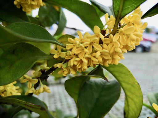 f:id:pijiu:20191016135550j:plain