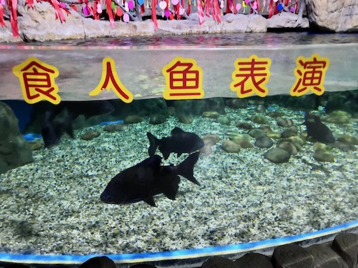f:id:pijiu:20200830185717j:plain f:id:pijiu:20200830185717j:plain