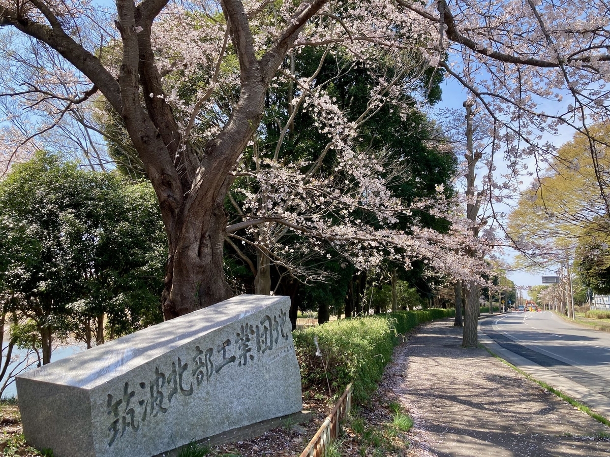 今週が最後か！つくば市内の桜 - つくば生活日記