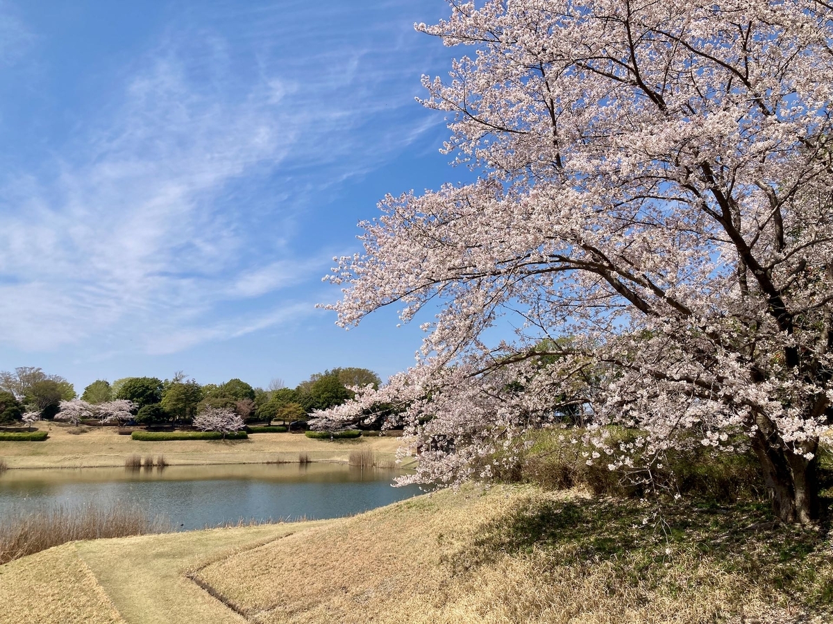 今週が最後か！つくば市内の桜 - つくば生活日記