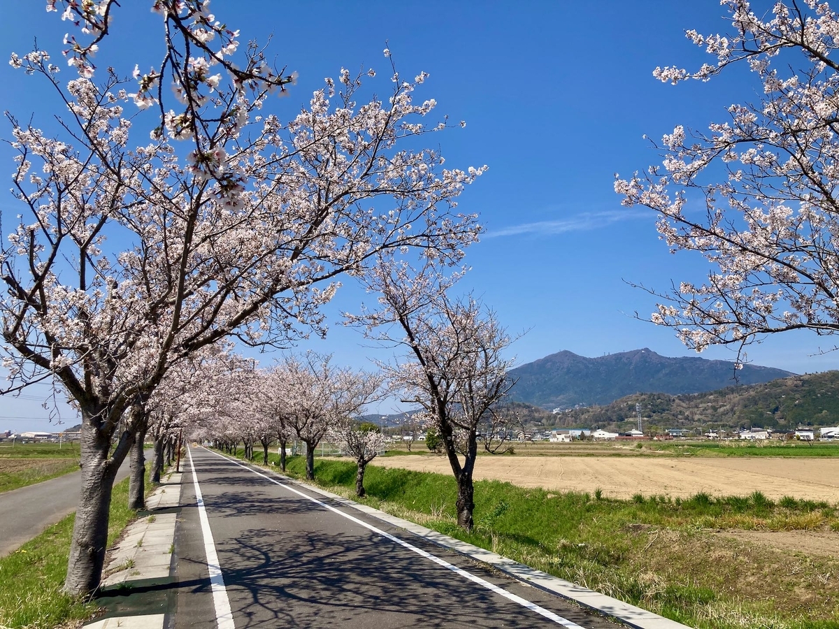 今週が最後か！つくば市内の桜 - つくば生活日記
