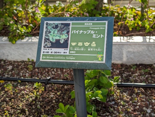 f:id:pikake_24:20241008161122j:image