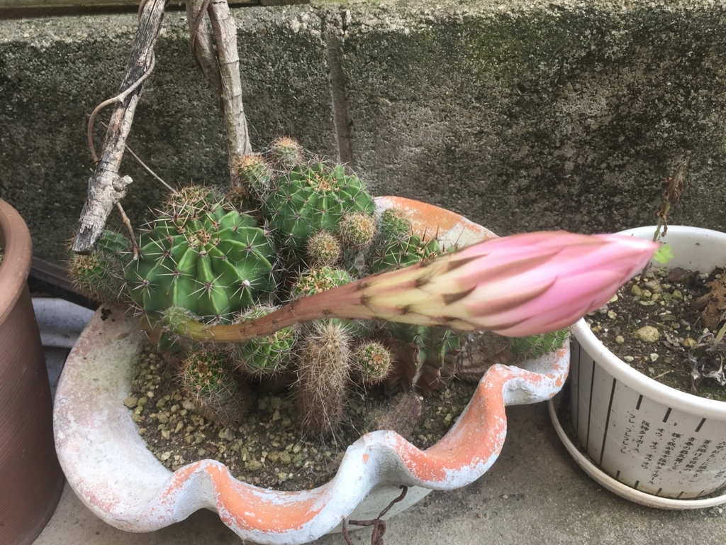 f:id:pikapikako:20180610092433j:plain f:id:pikapikako:20180610092433j:plain