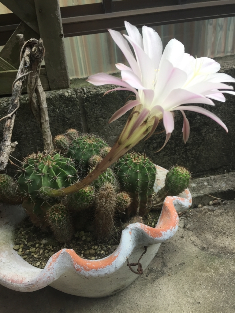 f:id:pikapikako:20180610092609j:plain f:id:pikapikako:20180610092609j:plain