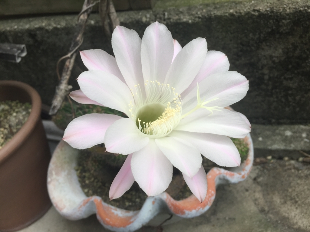 f:id:pikapikako:20180610092637j:plain f:id:pikapikako:20180610092637j:plain