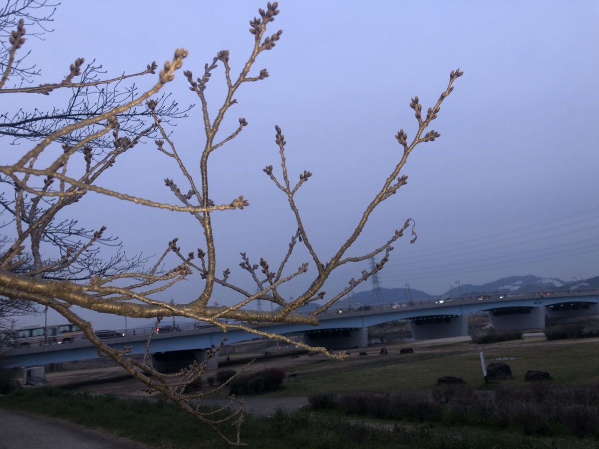 f:id:pikapikako:20200401151312j:plain f:id:pikapikako:20200401151312j:plain