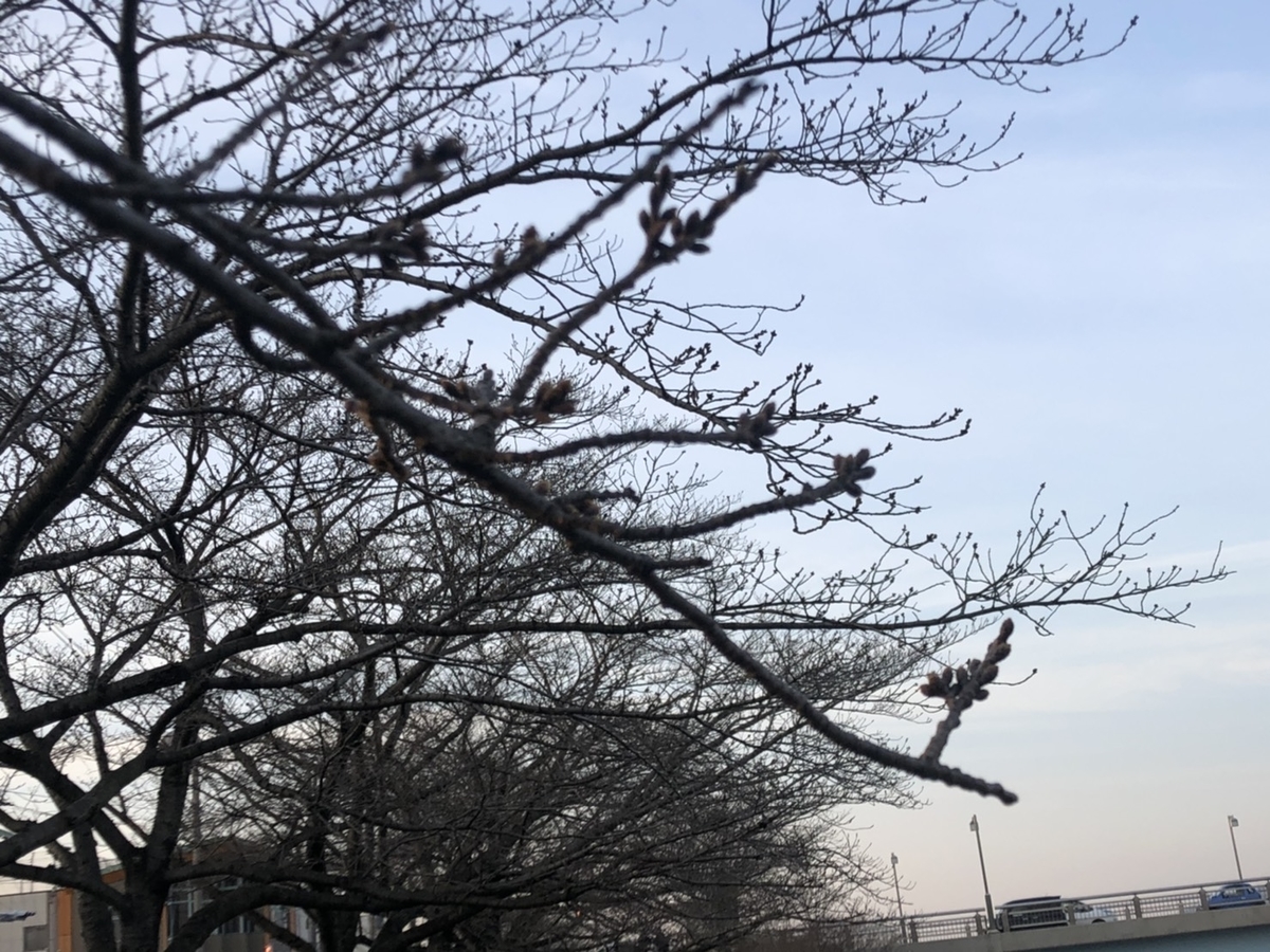 f:id:pikapikako:20200402152855j:plain f:id:pikapikako:20200402152855j:plain