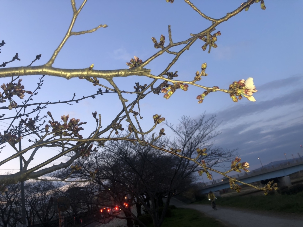 f:id:pikapikako:20200402153617j:plain f:id:pikapikako:20200402153617j:plain
