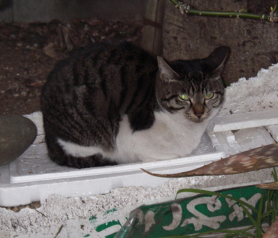 f:id:pikasasa105:20110205164117j:image f:id:pikasasa105:20110205164117j:image