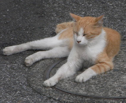 f:id:pikasasa105:20120713165100j:image f:id:pikasasa105:20120713165100j:image