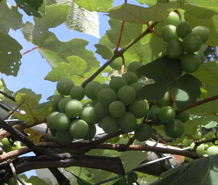f:id:pikasasa105:20120715160624j:image f:id:pikasasa105:20120715160624j:image