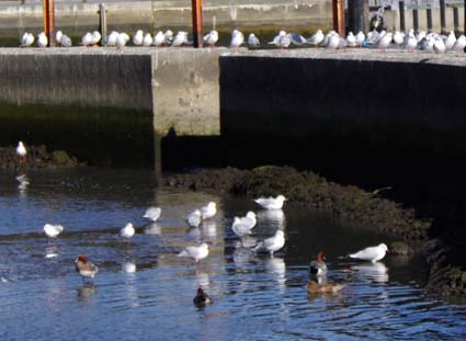 f:id:pikasasa105:20130111105421j:image f:id:pikasasa105:20130111105421j:image
