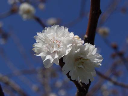 f:id:pikasasa105:20130305120732j:image