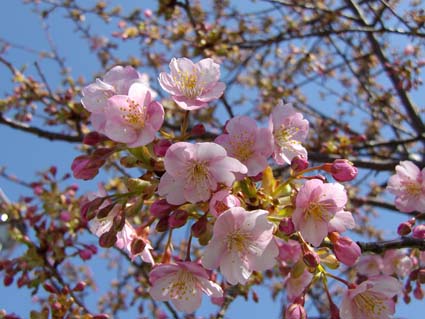 f:id:pikasasa105:20130305120949j:image