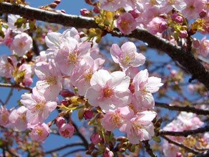 f:id:pikasasa105:20130305121031j:image