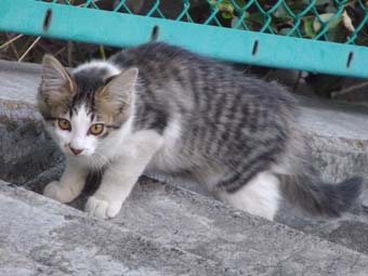 f:id:pikasasa105:20140805170723j:image f:id:pikasasa105:20140805170723j:image