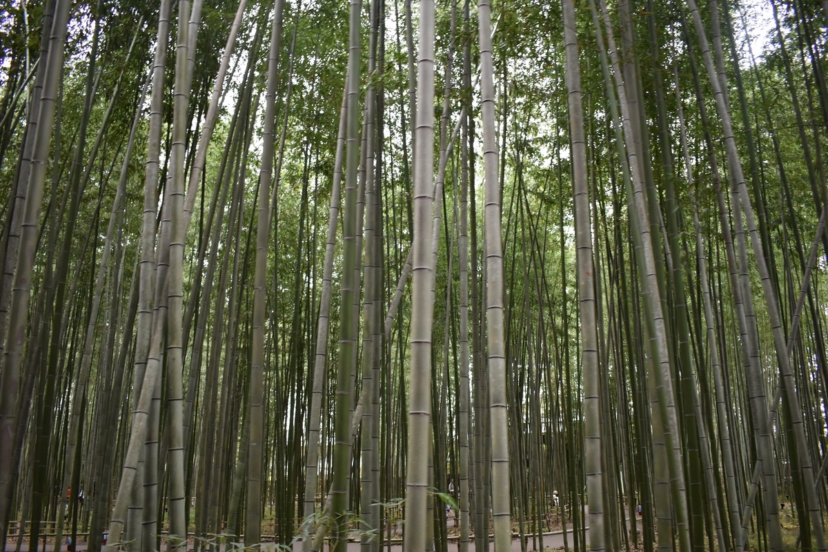 f:id:pikawa:20191124173543j:plain f:id:pikawa:20191124173543j:plain