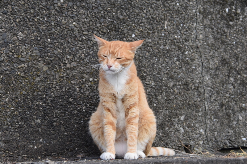 0715台北 猴硐のニャー - Down World
